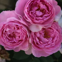Róża floribunda Magic Aroma ® w doniczce 3L