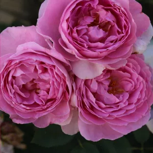 Róża floribunda Magic Aroma ® w doniczce 3L