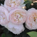 Róża floribunda Natural Aroma ® w doniczce 3L