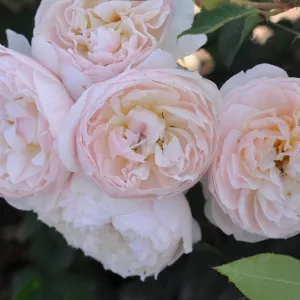 Róża floribunda Natural Aroma ® w doniczce 3L