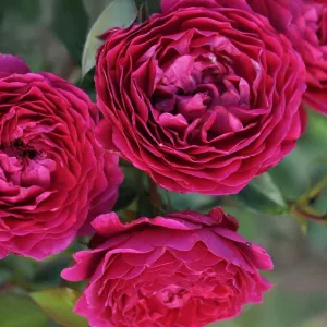 Róża floribunda Pure Aroma ® w doniczce 3L