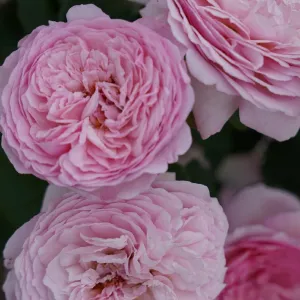 Róża floribunda Unique Aroma ® w doniczce 3L
