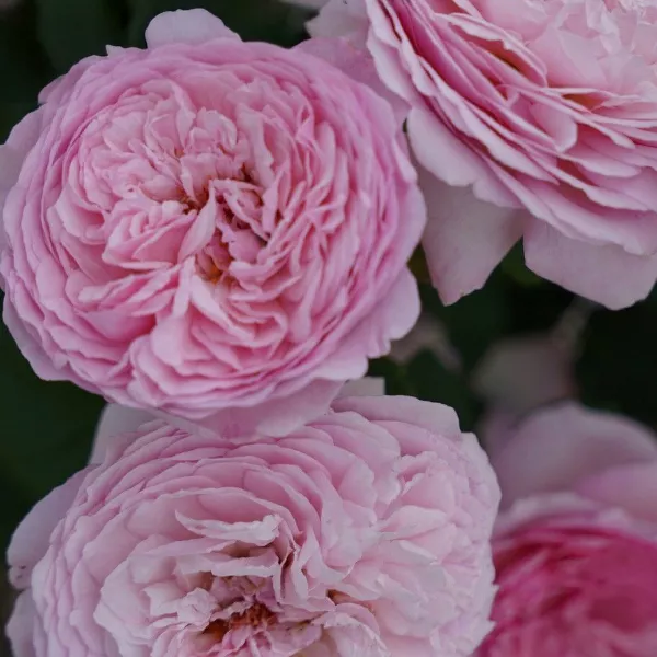 Róża floribunda Unique Aroma ® w doniczce 3L