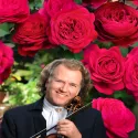 Róża wielkokwiatowa André Rieu ® w doniczce 3L