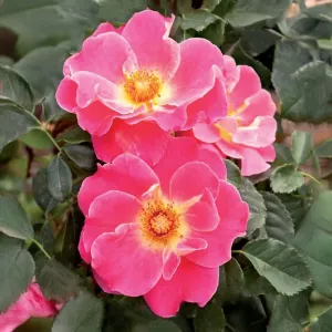 Róża wielkokwiatowa Exotic Mella ® w doniczce 3L
