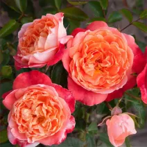 Róża floribunda Hippie Fashion ® w doniczce 3L