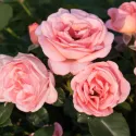 Róża floribunda Perfume Fashion ® w doniczce 3L