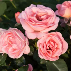 Róża floribunda Perfume Fashion ® w doniczce 3L