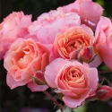 Róża floribunda Trendy Fashion ® w doniczce 3L