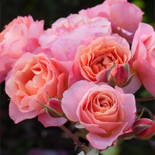 Róża floribunda Trendy Fashion ® w doniczce 3L