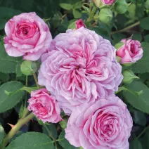 Róża floribunda Marija Frayla ® w doniczce 3L