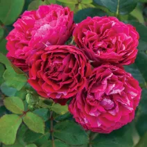 Róża floribunda Konstantina Freska ® w doniczce 3L