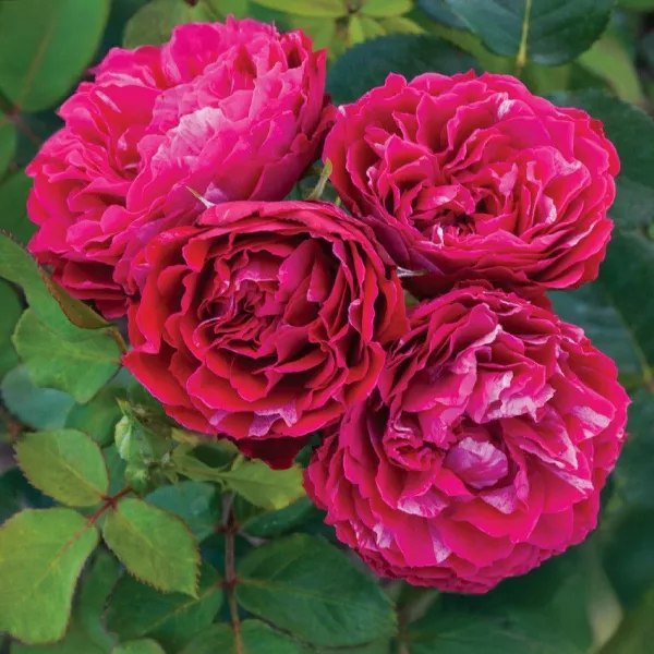 Róża floribunda Konstantina Freska ® w doniczce 3L