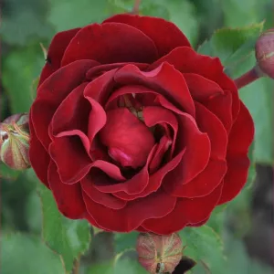 Róża floribunda Morava Reka ® w doniczce 3L