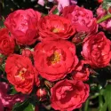 Róża floribunda Nera Reka ® w doniczce 3L