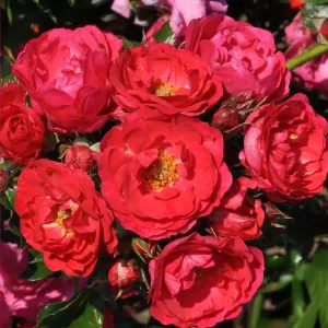 Róża floribunda Nera Reka ® w doniczce 3L