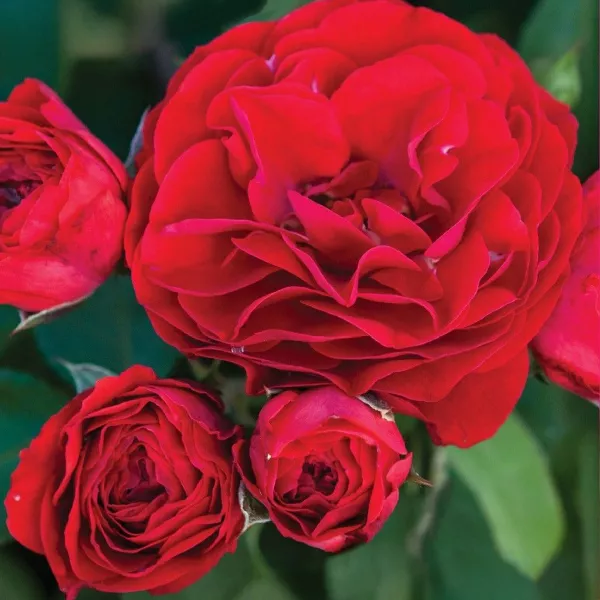 Róża floribunda Tara Reka ® w doniczce 3L