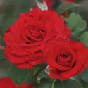 Róża floribunda Carmine Vaza ® w doniczce 3L