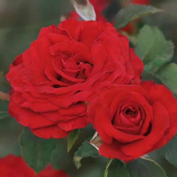 Róża floribunda Carmine Vaza ® w doniczce 3L
