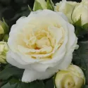 Róża floribunda Pearl Vaza ® w doniczce 3L