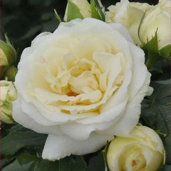 Róża floribunda Pearl Vaza ® w doniczce 3L