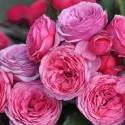 Róża floribunda Pink Vaza ® w doniczce 3L