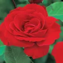 Róża pnąca Pauls Scarlet Climber w doniczce 3L