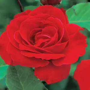 Róża pnąca Pauls Scarlet Climber w doniczce 3L