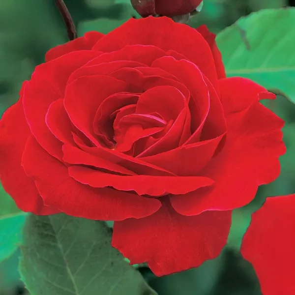 Róża pnąca Pauls Scarlet Climber w doniczce 3L