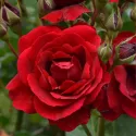 Róża floribunda Europeana w doniczce 3L
