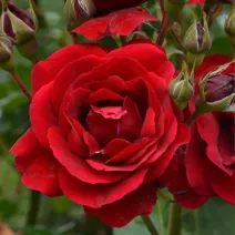 Róża floribunda Europeana w doniczce 3L