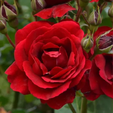 Róża floribunda Europeana w doniczce 3L
