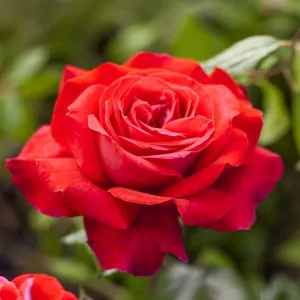 Róża wielkokwiatowa Dame de Coeur w doniczce 3L