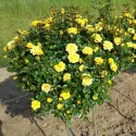 Róża Flower Power Gold ® Dwarf w doniczce 3L