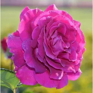 Róża wielkokwiatowa Purple Orient w doniczce 2L