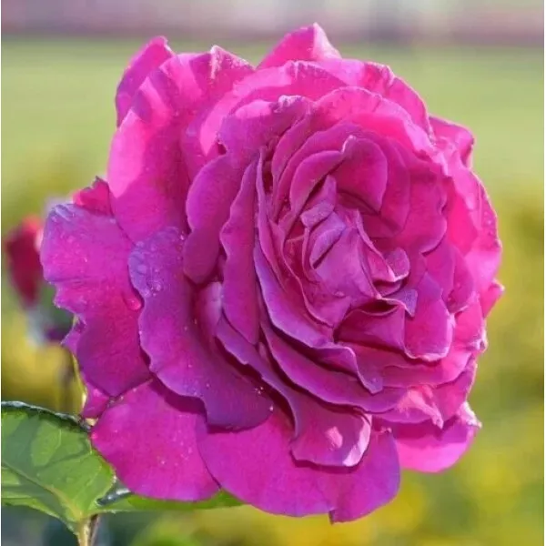 Róża wielkokwiatowa Purple Orient w doniczce 2L