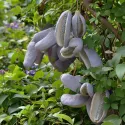 Akebia (Akebia quinata)