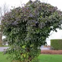 Akebia (Akebia quinata)
