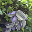 Akebia (Akebia quinata)