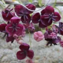 Akebia (Akebia quinata)