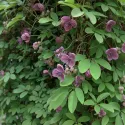 Akebia (Akebia quinata)