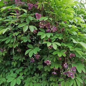 Akebia (Akebia quinata)