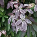 Akebia (Akebia quinata)