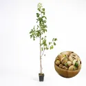 Pistacja Aegenes zaaklimatyzowana (żeńska)