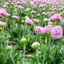 Różowy zawciąg Armada Rose (Armeria maritima)