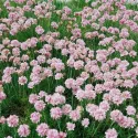 Różowy zawciąg Armada Rose (Armeria maritima)