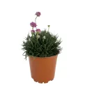 Różowy zawciąg Armada Rose (Armeria maritima)
