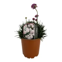 Różowy zawciąg Armada Rose (Armeria maritima)