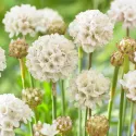 Biała zawciąg Ballerina White (Armeria maritima)