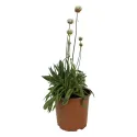 Biała zawciąg Ballerina White (Armeria maritima)